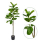 Kayra Decor 4.5 Feet Fiddle Leaf Fig Tree - Big Tree Artificial for Home with Pot (Black)