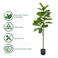Kayra Decor 4.5 Feet Fiddle Leaf Fig Tree - Big Tree Artificial for Home with Pot (Black)