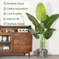 Artificial Banana Plant for Home Decor Big Size with Pot