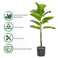 Artificial 2.5 Feet Fiddle Leaf Fig Plant for Home Decor