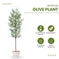 Artificial 6 Feet Olive Tree | Lifelike Faux Olive Plant with Plastic Pot for Home Office