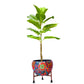 Artificial 2.5 Feet Fiddle Leaf Fig Plant for Home Decor