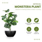 Artificial 3 Feet Monstera Plant with Pot for Home Decor