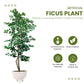 Artificial 6 Feet Ficus Tree with Pot for Home Decor