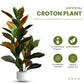 Artificial 2 Feet Croton Plant with Pot for Home Decor