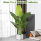 Artificial Banana Plant for Home Decor Big Size with Pot