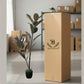 Artificial Rubber Plant Lush Green Ficus Elastica Tree with White Pot