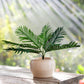 Pygmy Artificial Palm Tree for Home Decor Big Size with Pot (Plam Tree 1.75 Feet)