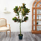 Artificial 5 Feet Croton Plant with Pot for Home Decor