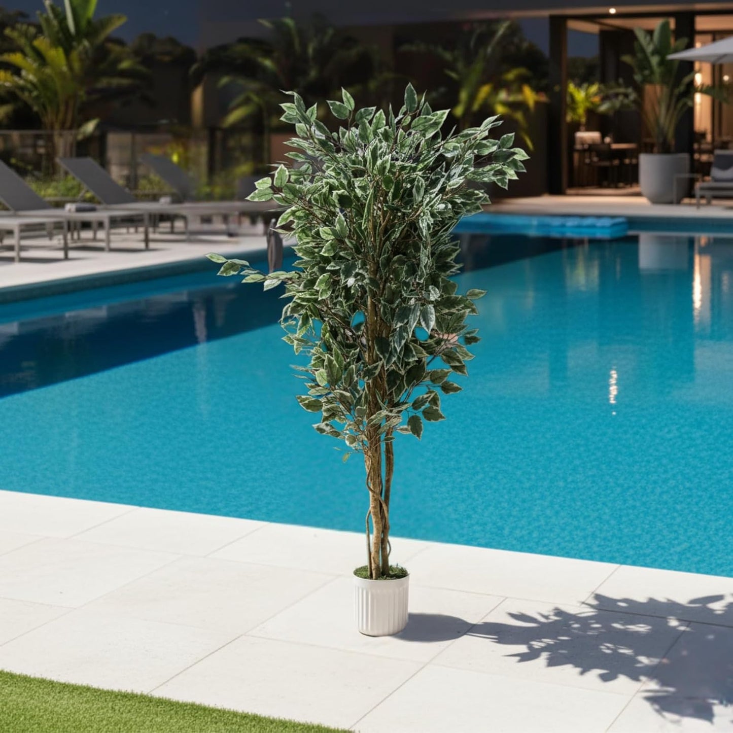 Artificial Ficus Plant Natural Wood Trunk & White-Edged Leaves with Pot