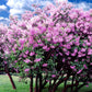 Blackout Roller Blinds for Window - Pink Flower Tree Design Size