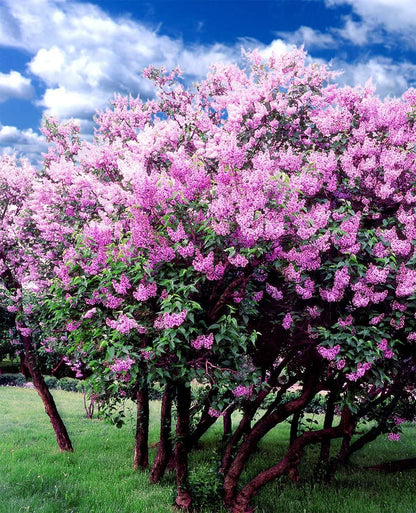 Printed Blackout Roller Blinds for Window - Pink Flower Tree Design Size