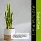 Kayra Decor 3 Feet Snake Plant - Big Artificial Plant with Pot for Living Room Corner Decor